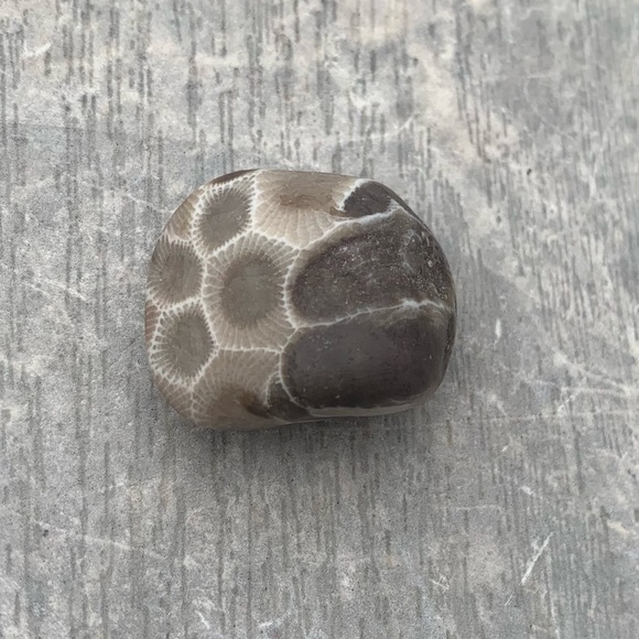 Petoskey stone - Picture 5 of 5